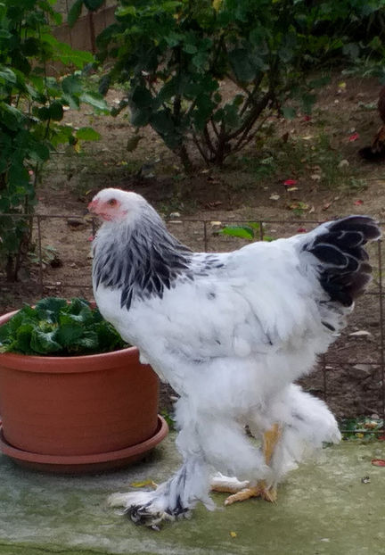  - VIITOR SPERANTE PTR 2020