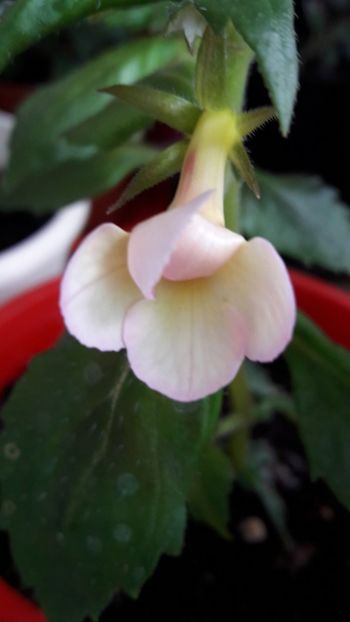 Amelia Sport - Comparatie Amelia