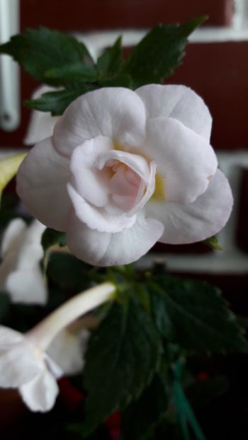 Guadalupe - Comparatie Amelia