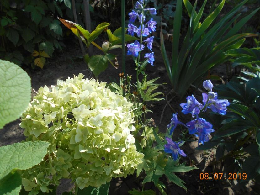  - 2Azalee-rhododendroni-hortensii-hoste 2019