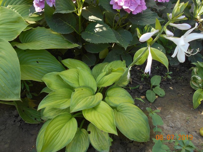  - 2Azalee-rhododendroni-hortensii-hoste 2019