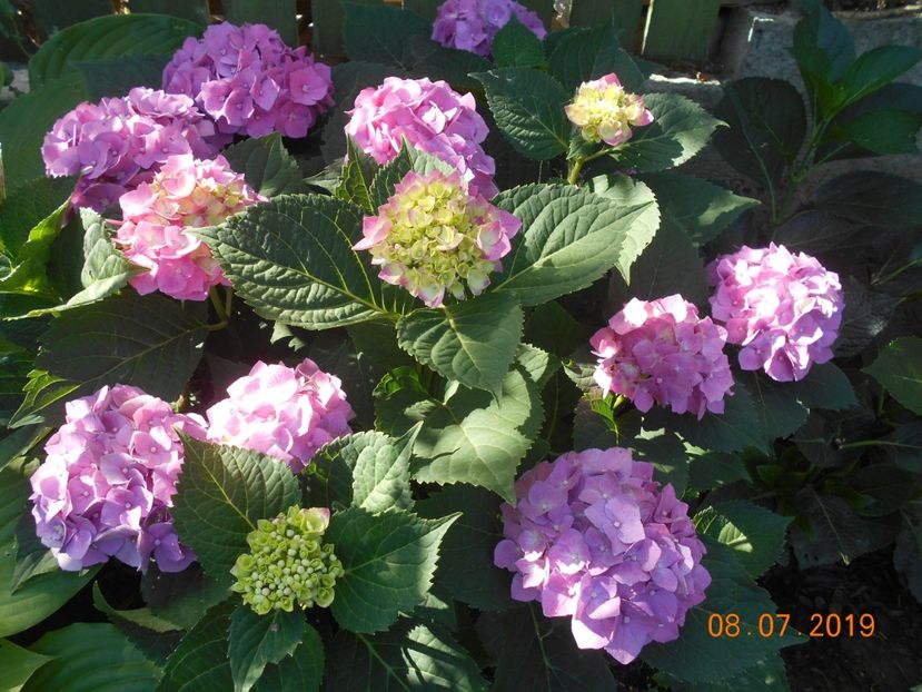  - 2Azalee-rhododendroni-hortensii-hoste 2019