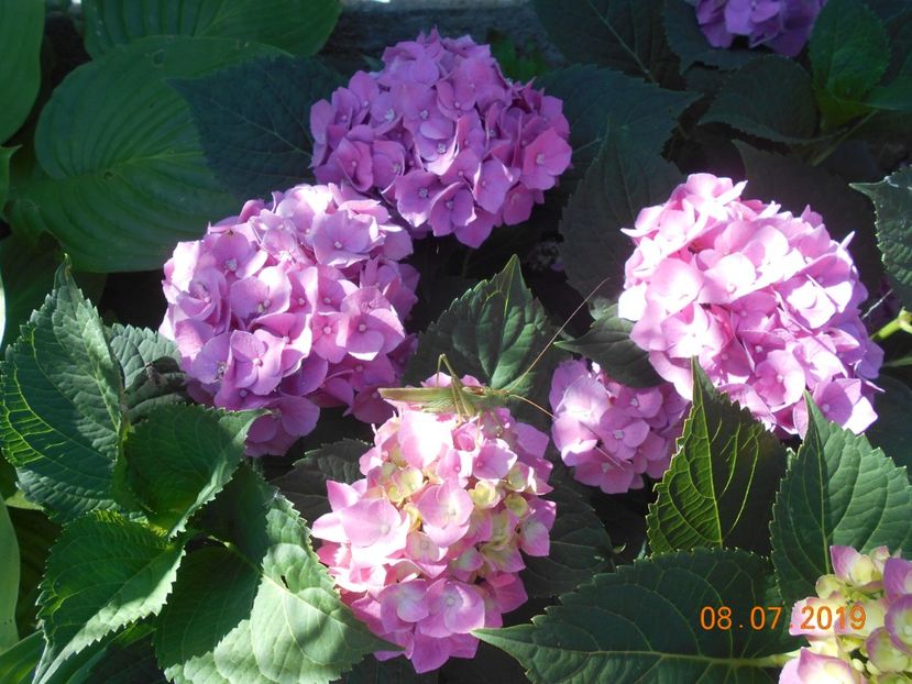  - 2Azalee-rhododendroni-hortensii-hoste 2019