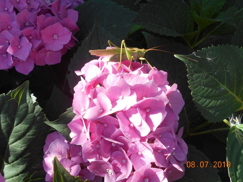  - 2Azalee-rhododendroni-hortensii-hoste 2019