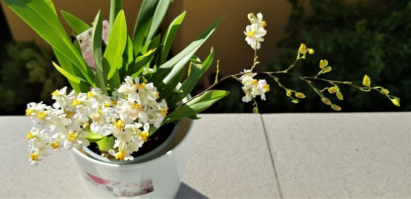  - Oncidium