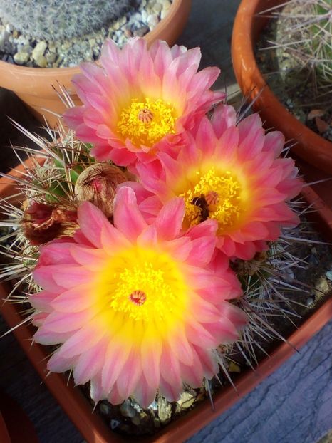  - cactusi 2019