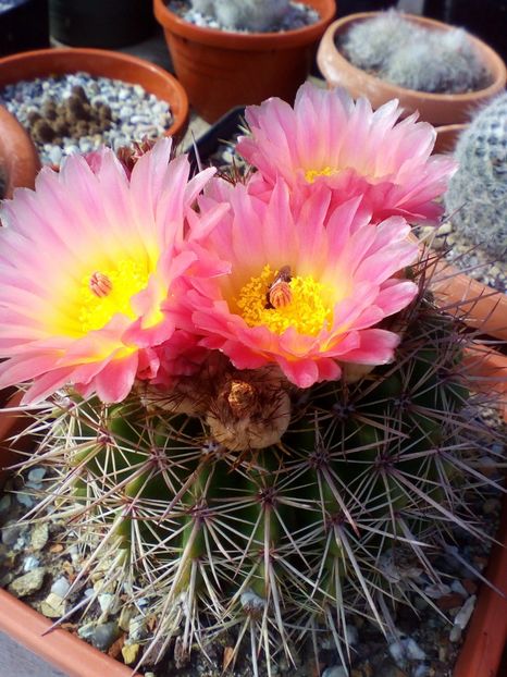  - cactusi 2019