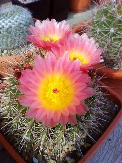  - cactusi 2019