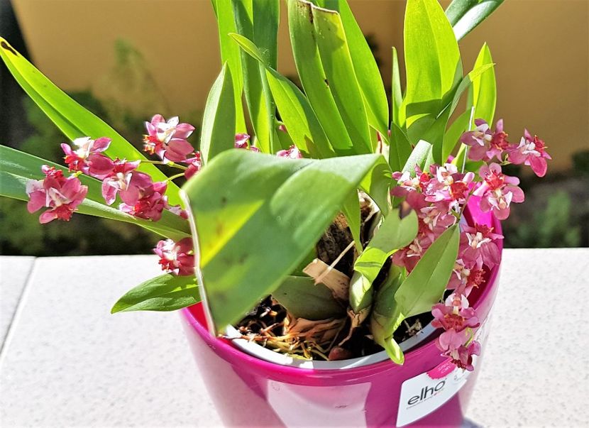  - Oncidium