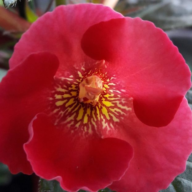 Dor - 04 Achimenes - centrul florilor