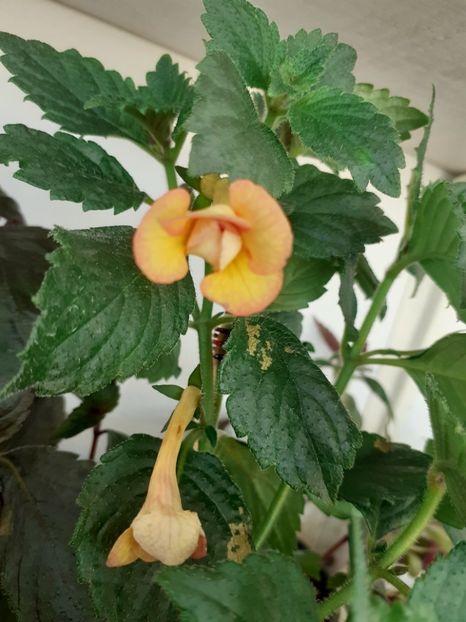  - PEACH OCHARD