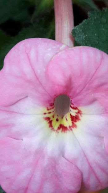 Apple Blossom - 04 Achimenes - centrul florilor