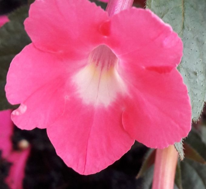 Rosy Frost - 04 Achimenes - centrul florilor