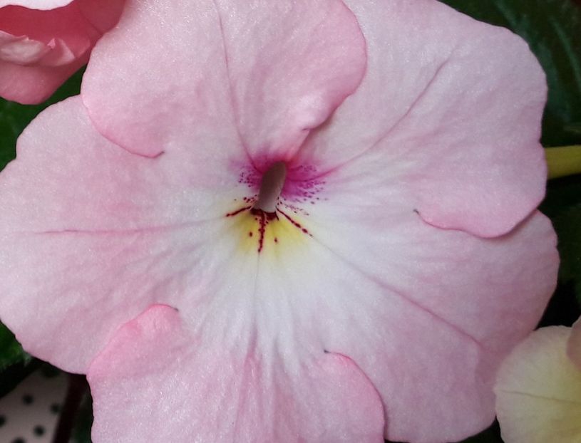 Harecroft - 04 Achimenes - centrul florilor