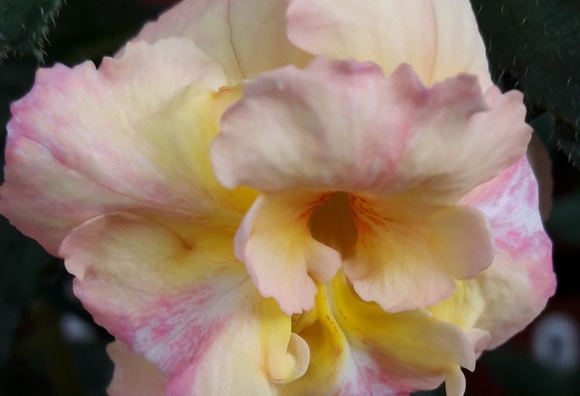 Giselle - 04 Achimenes - centrul florilor