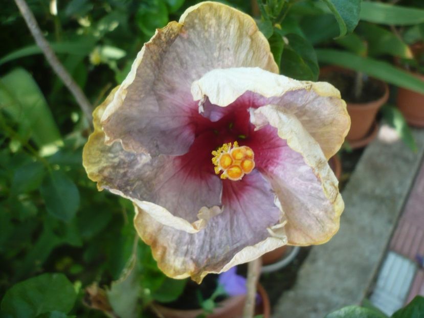 08.07.2019 - HIBISCUSI 2019-1