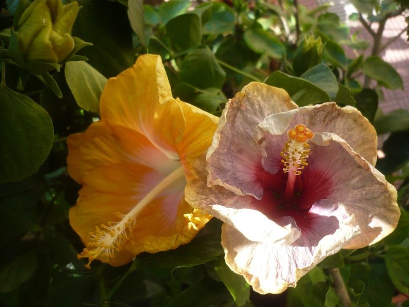 P1420155 - HIBISCUSI 2019-1