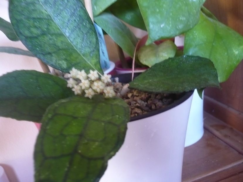 08.07.2019 - HOYA 2019