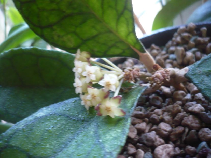 P1420160 - HOYA 2019