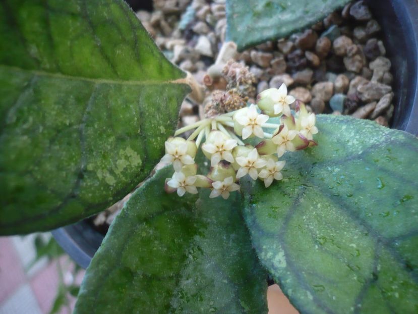 P1420161 - HOYA 2019
