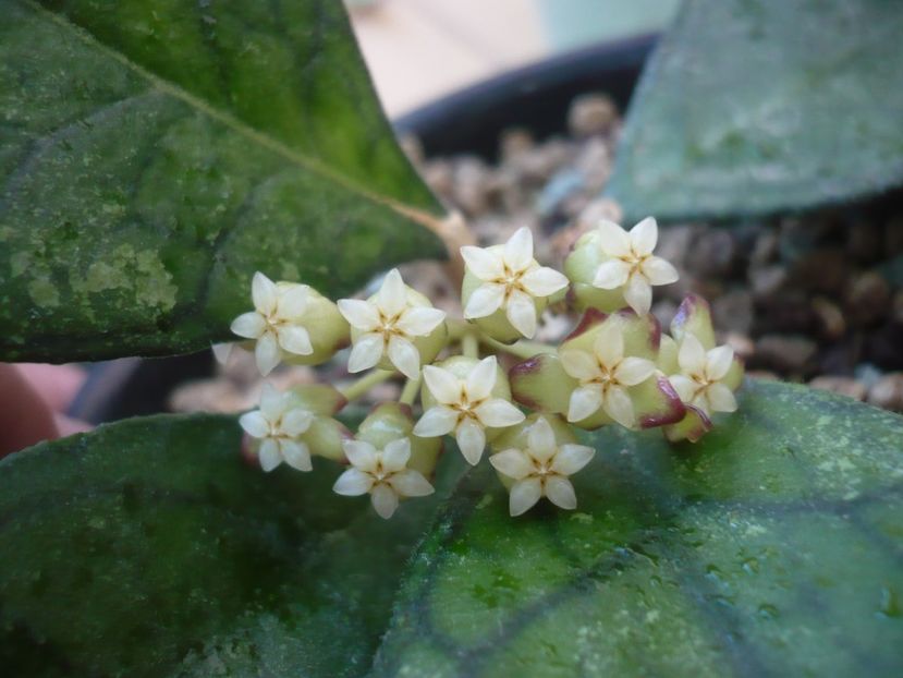 P1420163 - HOYA 2019