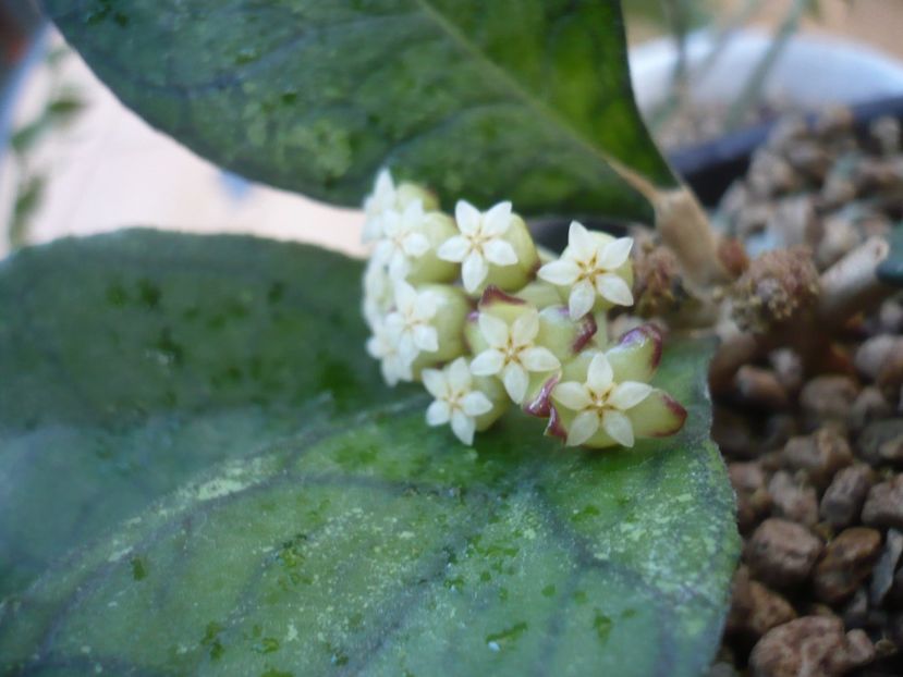 P1420164 - HOYA 2019