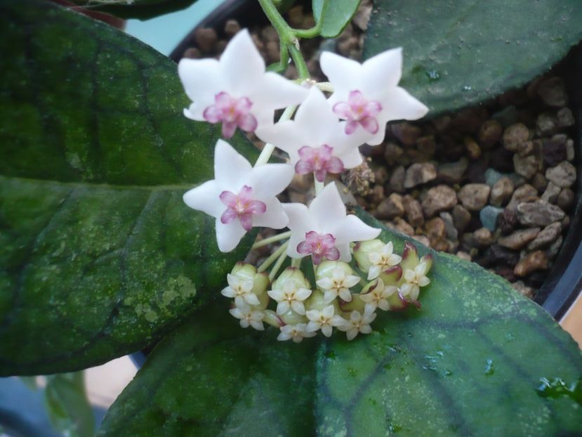 P1420168 - HOYA 2019