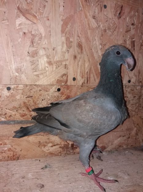  - Voiajor German PUII 2019