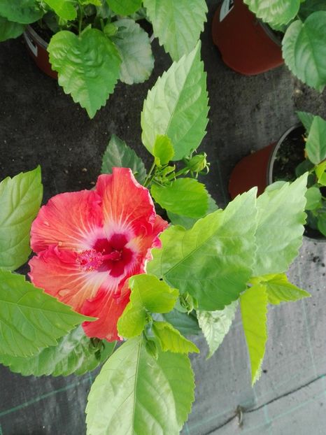  - Hibiscus