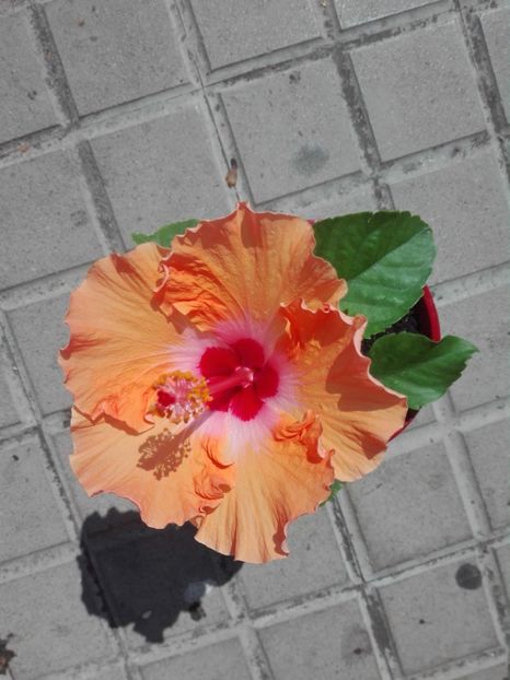  - Hibiscus