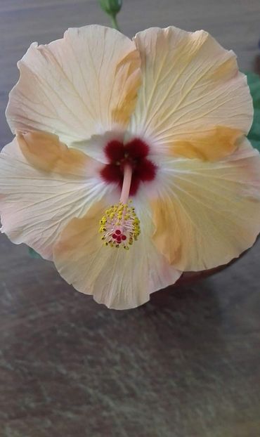 received_2405091766223970 - Hibiscus