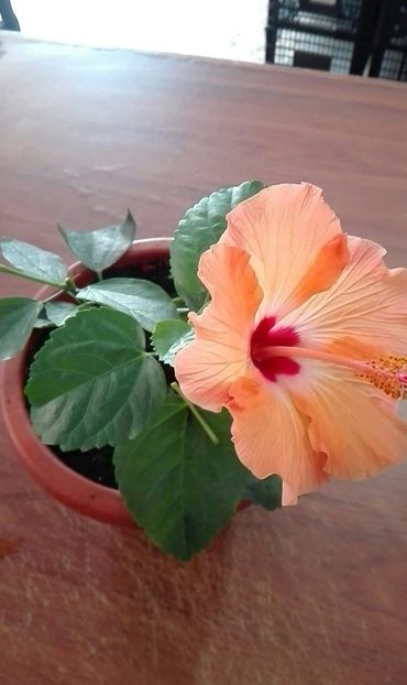 received_1313558042131557 - Hibiscus