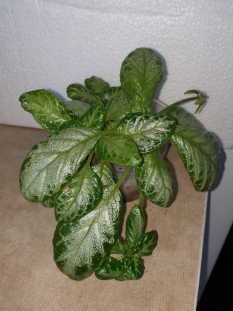  - Episcia 2019