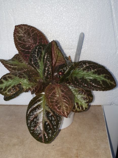  - Episcia 2019