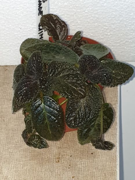  - Episcia 2019