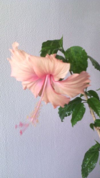  - HIBISCUSI - 2019_2021-2022-2023