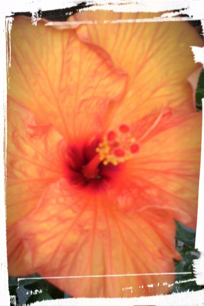  - HIBISCUSI - 2019_2021-2022-2023