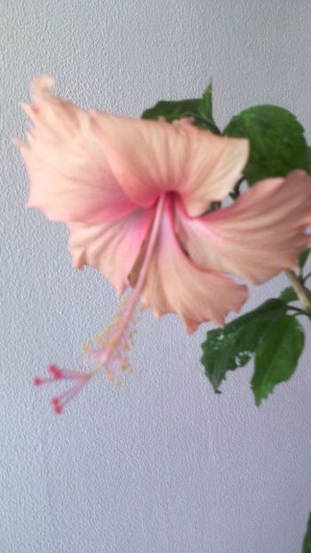  - HIBISCUSI - 2019_2021-2022-2023