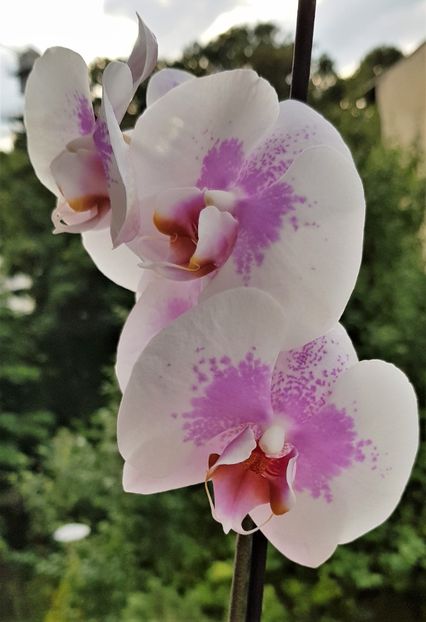  - Phalaenopsis 1
