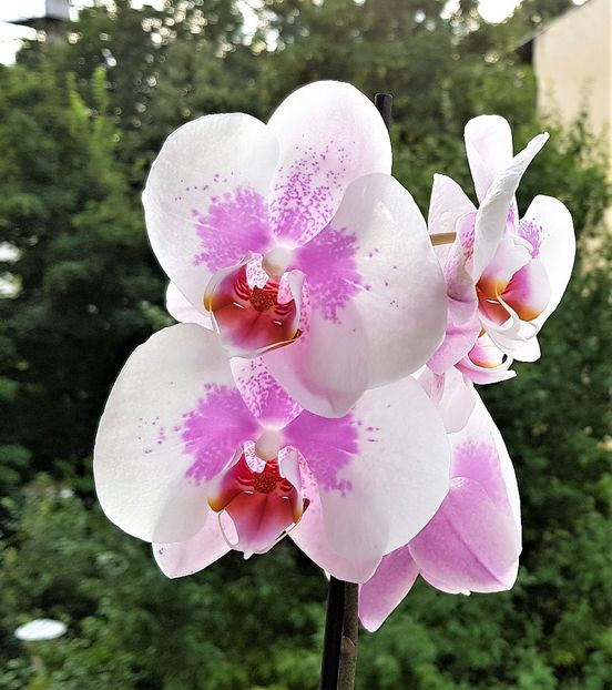  - Phalaenopsis 1