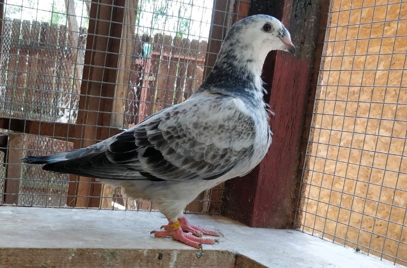 17 - Pui voiajor standard 2019