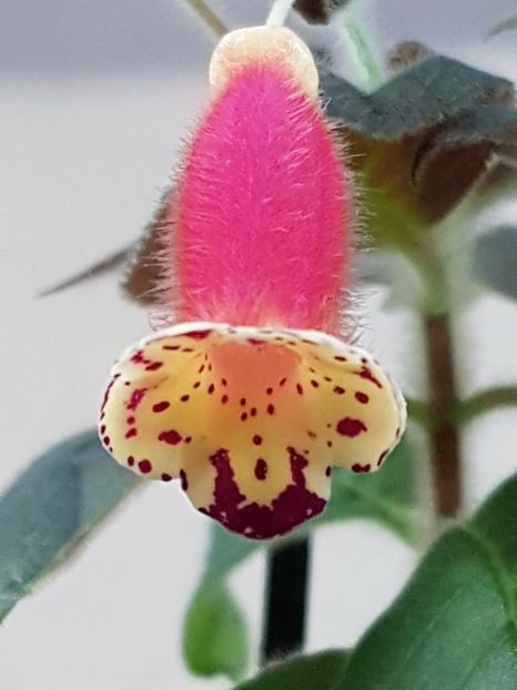 thumbnail (26) - KOHLERIA 2019