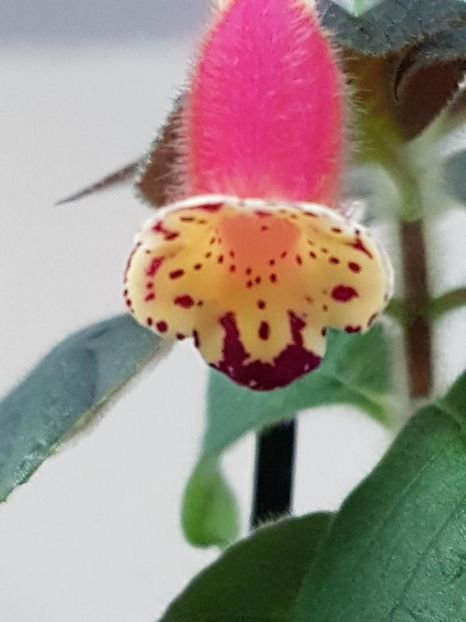 thumbnail (28) - KOHLERIA 2019