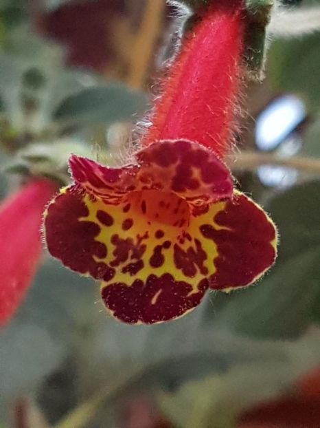 thumbnail (31) - KOHLERIA 2019