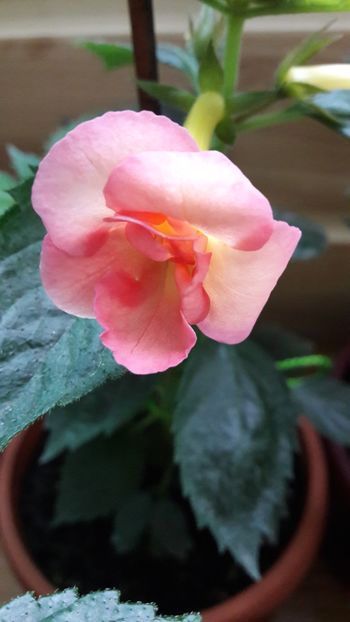  - Amie Saliba Improved