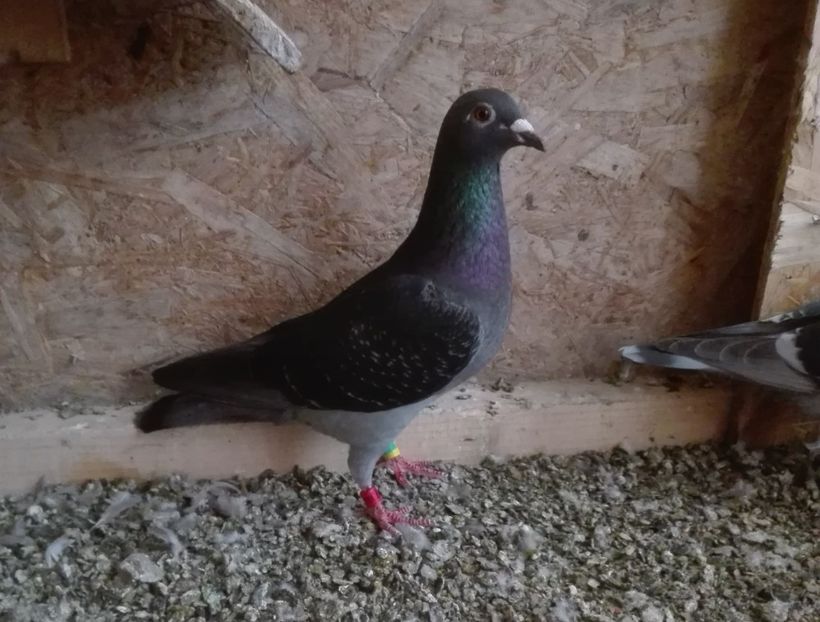 Negruta 46 - PORUMBEI