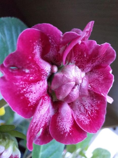 AO Karkade - Gloxinii 2019