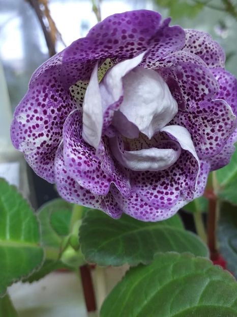 Koketa Blue - Gloxinii 2019