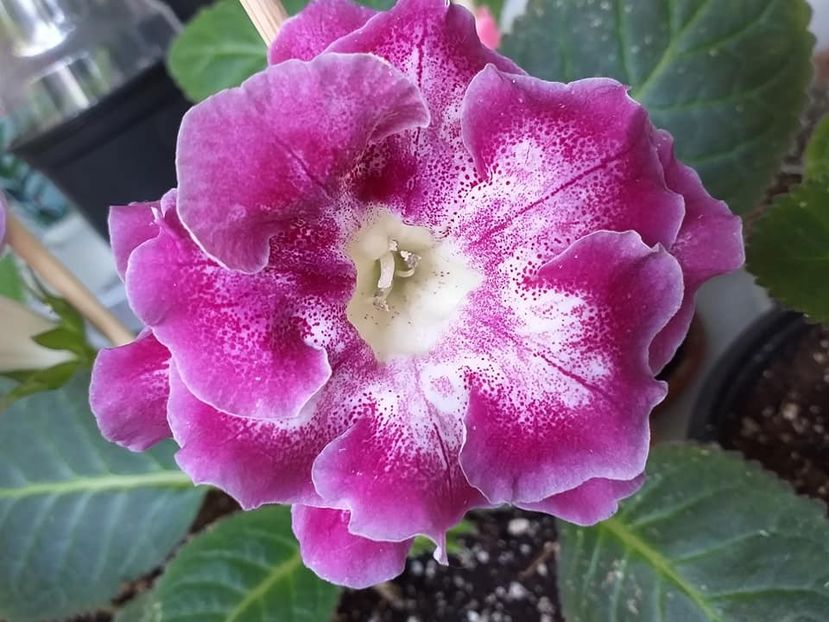 Larisa 13 (a) - Gloxinii 2019