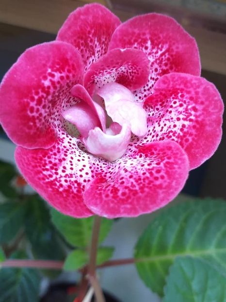 Larisa 16 (1) - Gloxinii 2019